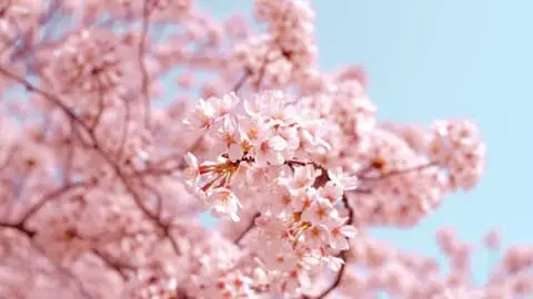 Cherry Blossom Tour