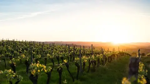 Maryland Wineries