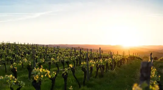 Maryland Wineries